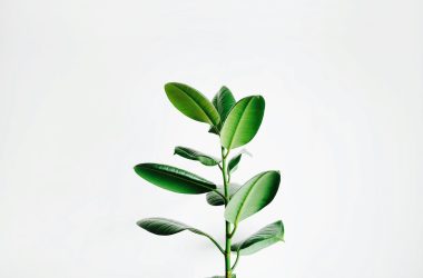green leaf plant
