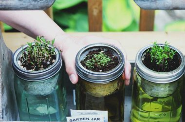 person holding three clear glass mason jars with sprouts during daytime